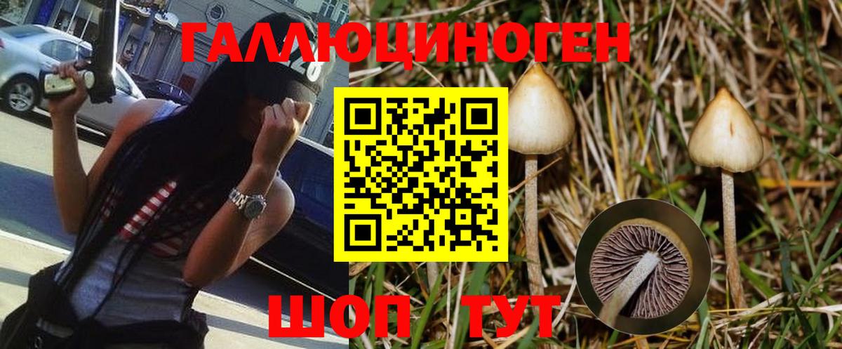 Галлюциногенные грибы Cubensis Усть-Джегута